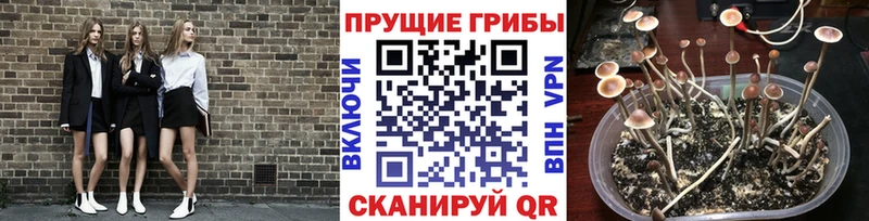 Псилоцибиновые грибы мицелий Карабаш